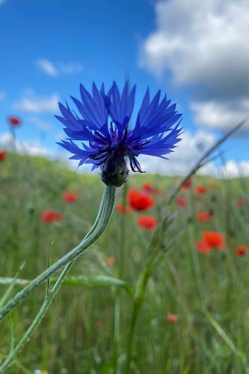 Close-up van paarse bloem met klaprozen op achtergrond
